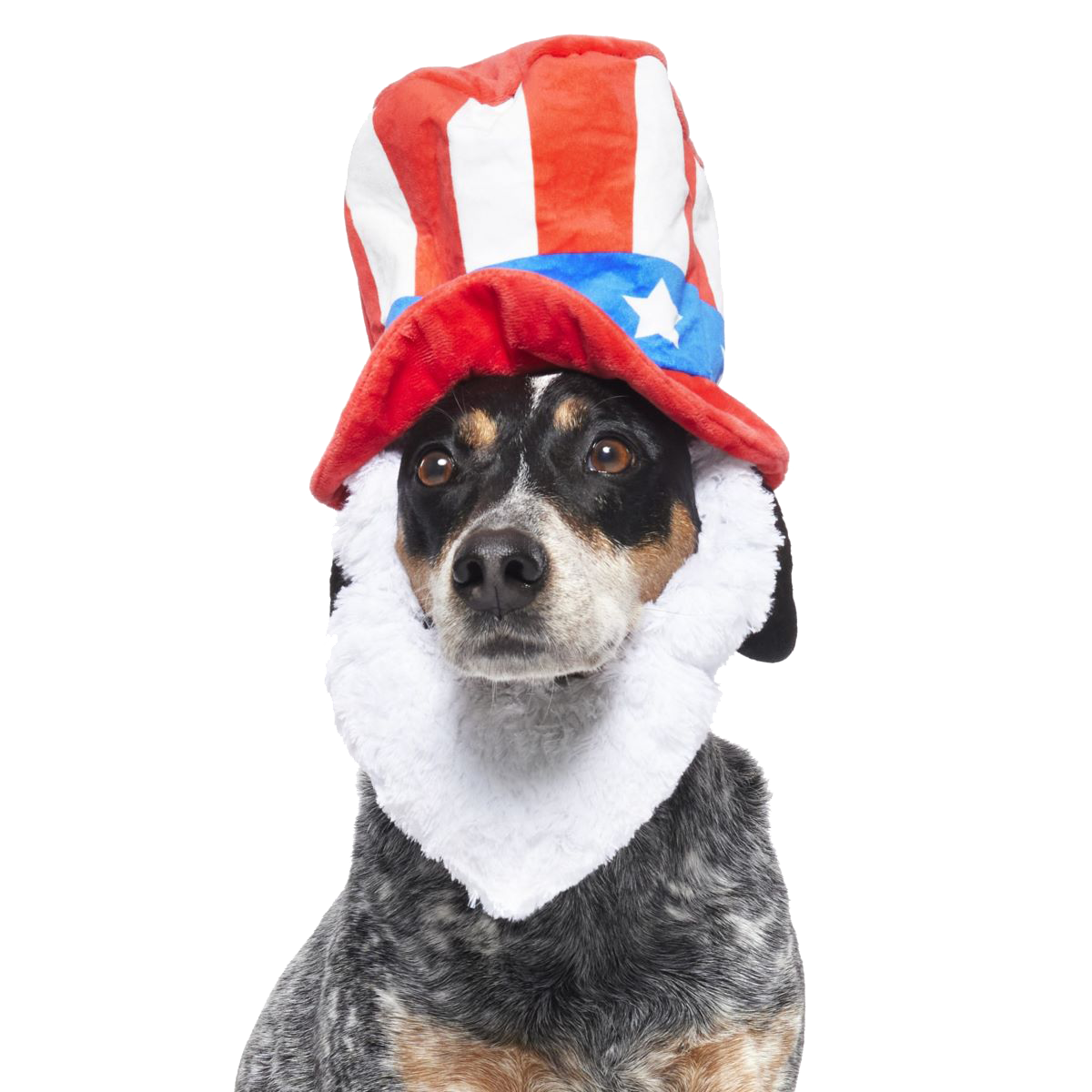 BOX-ATB_208067_DOG-BLESS-AMERICA_TIKI_3085_hero