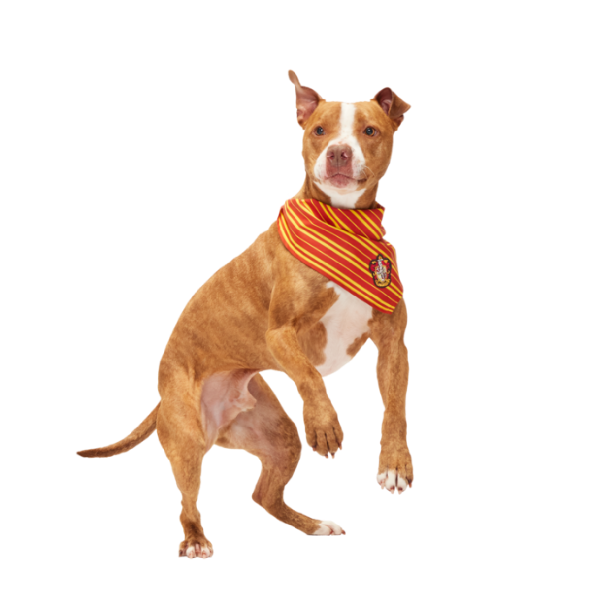 HOME-ATB-GWP_212798_GRYFFINDOR-BANDANA-M-L_3132-1800x1200-28e5ebb_60b895cd-52f8-428d-ae95-103042022337_1