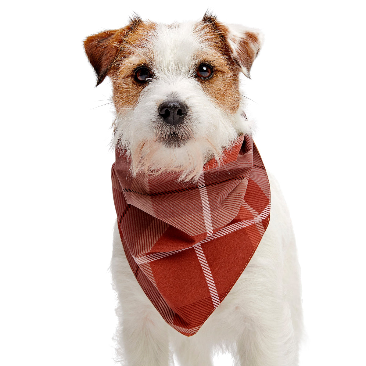 HOME-ATB_212984_POSIES-AND-PLAID-REVERSIBLE-BANDANA-S-M_3491