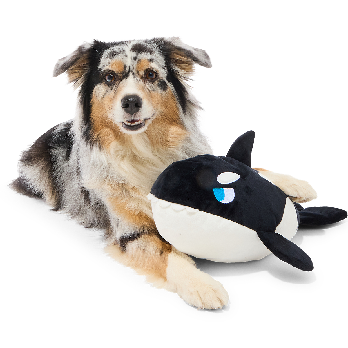 WhaleWoofing2