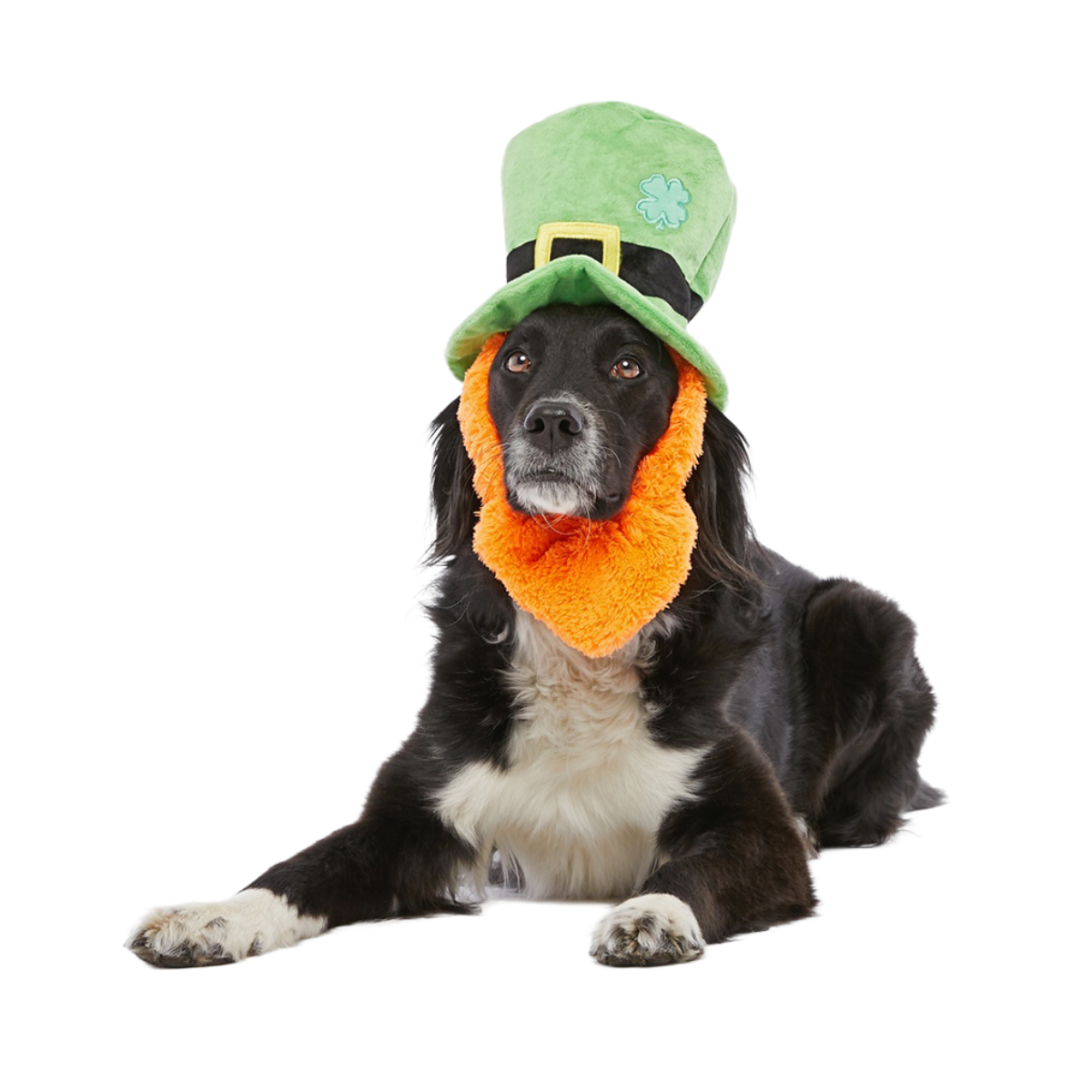 st_pups_had